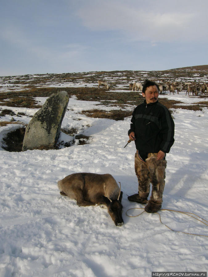 Жертвенный олень Ямало-Ненецкий автономный округ, Россия