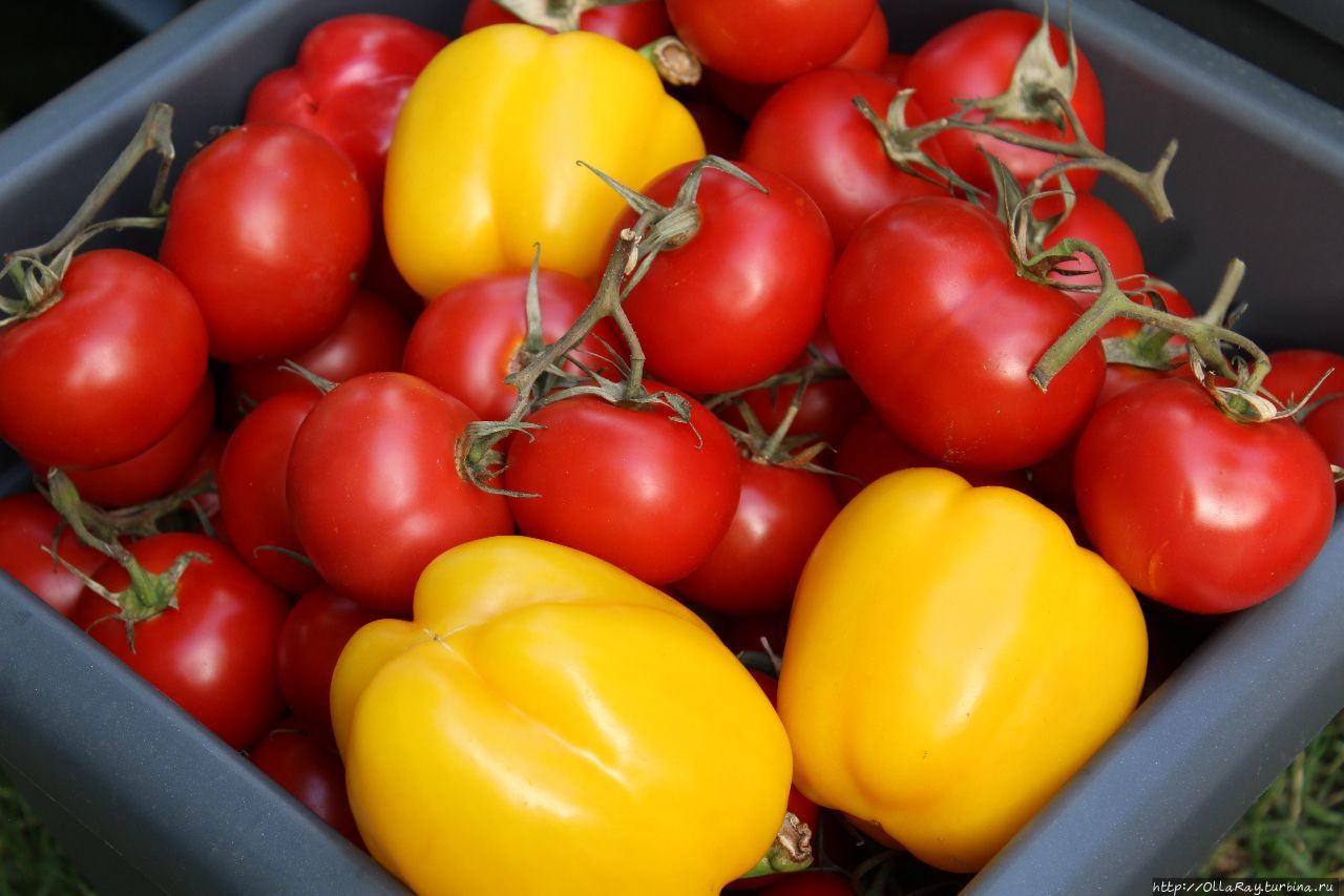 Moscow Flower Show 2017. Фотоотчёт и впечатления. Москва, Россия