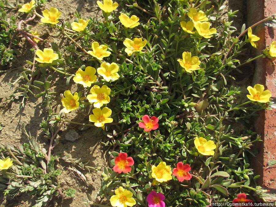 Из жизни отдыхающих. Флора, фауна, и прочие прелести Веносы Дидим, Турция