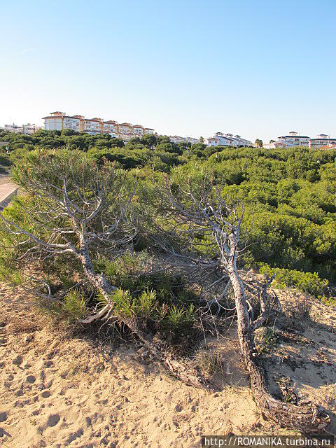 карликовые сосны и дюны Торревьеха, Испания