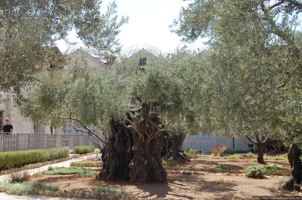Древние оливы легендарного сада Иерусалим, Израиль