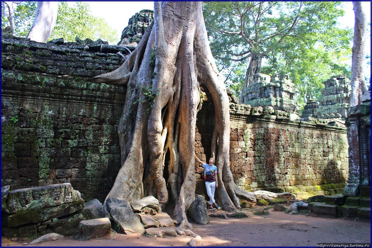 Та Пром — храм посреди джунглей Ангкор (столица государства кхмеров), Камбоджа