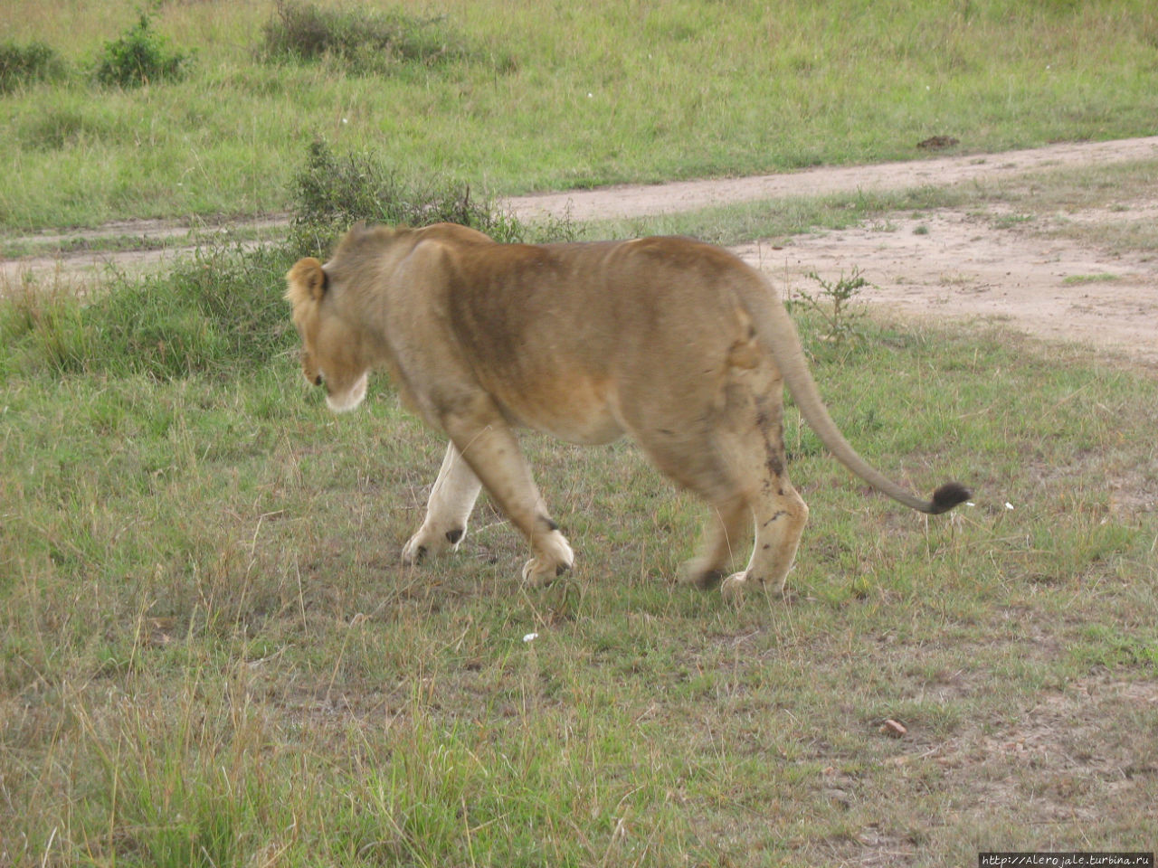 Только Львы Масаи-Мара Национальный Парк, Кения