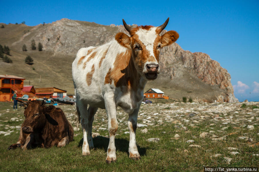 На метеостанции нас встретило целое стадо коров Остров Ольхон, Россия