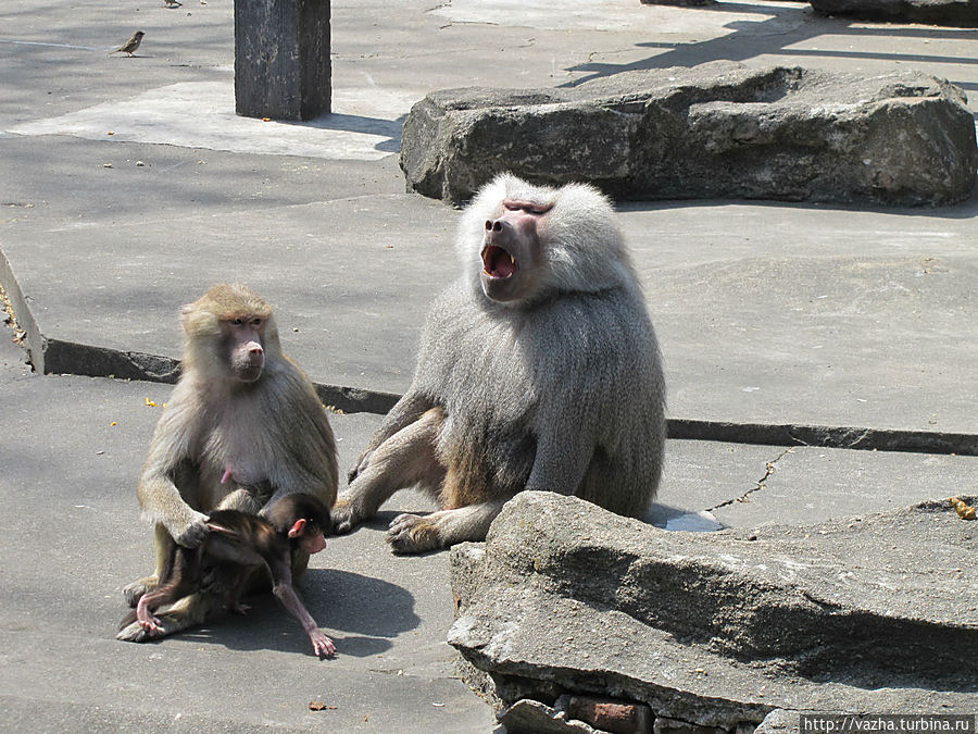Зоопарк Гуанджоу.Продолжение знакомства. Гуанчжоу, Китай