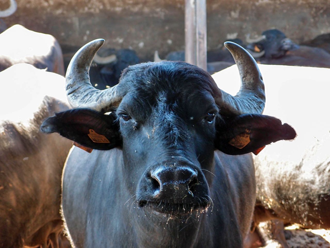 Ферма буйволов «Антико Деманьо» Пиньятаро-Маджоре, Италия