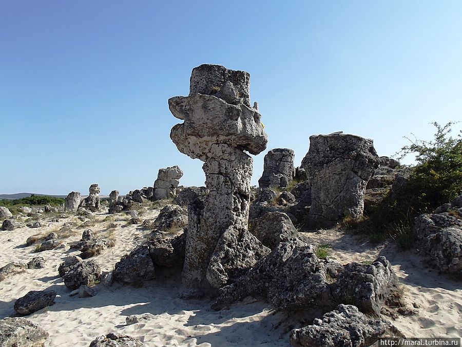 Гриб Варненская область, Болгария