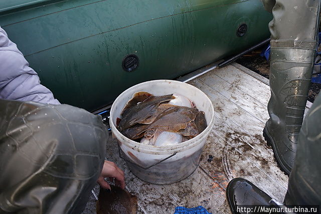 За каких — то сорок  минут почти полное  ведро. Даже по снимкам видно, что рыба  клевала исправно. Южно-Сахалинск, Россия