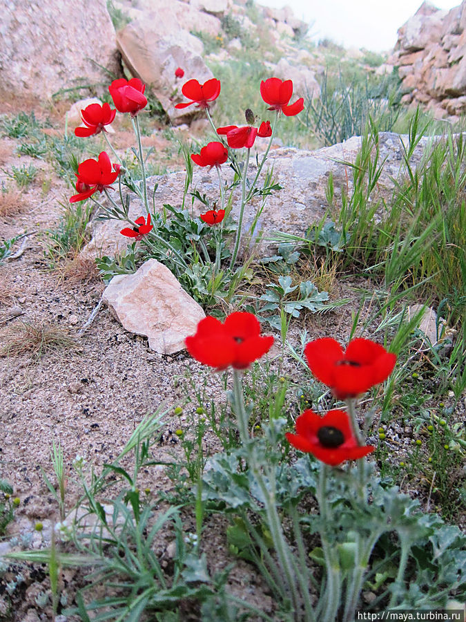 Иордания цветущая Иордания