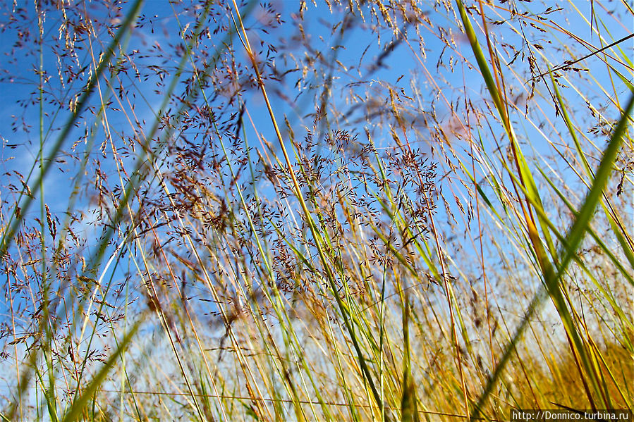 Сквозь шелест травы... (стихи) Мурманская область, Россия