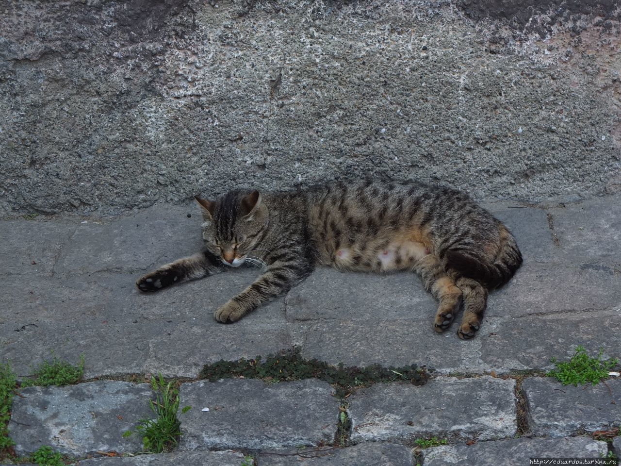 Моя кошачья реабилитация на Турбине))) Турция
