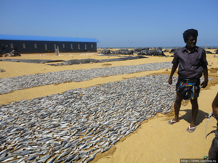 Рыбный рынок в Негомбо один из двух крупнейших в стране. Шри-Ланка