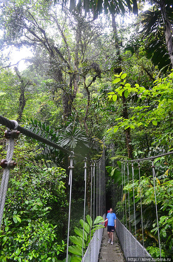 на одном из подвесных мостов Аренал, Коста-Рика