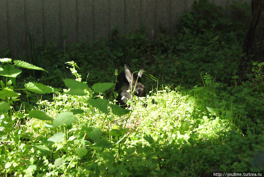 Поймайте мне кролика Нижегородская область, Россия