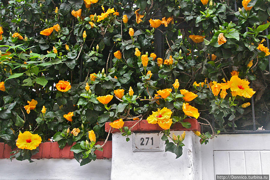 Найди цветы в сердце своем, Лима Лима, Перу