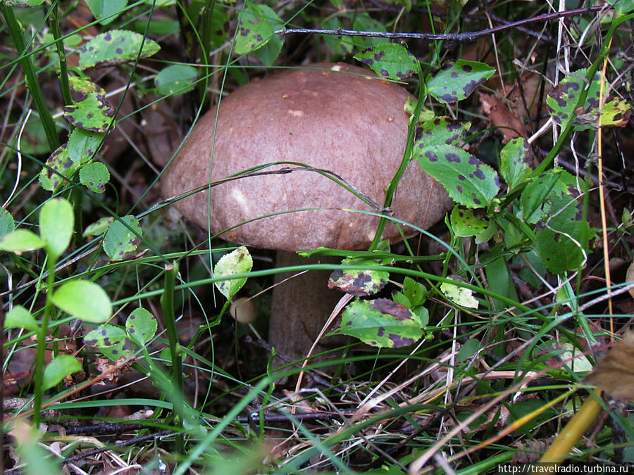 Микельторнис Латвия