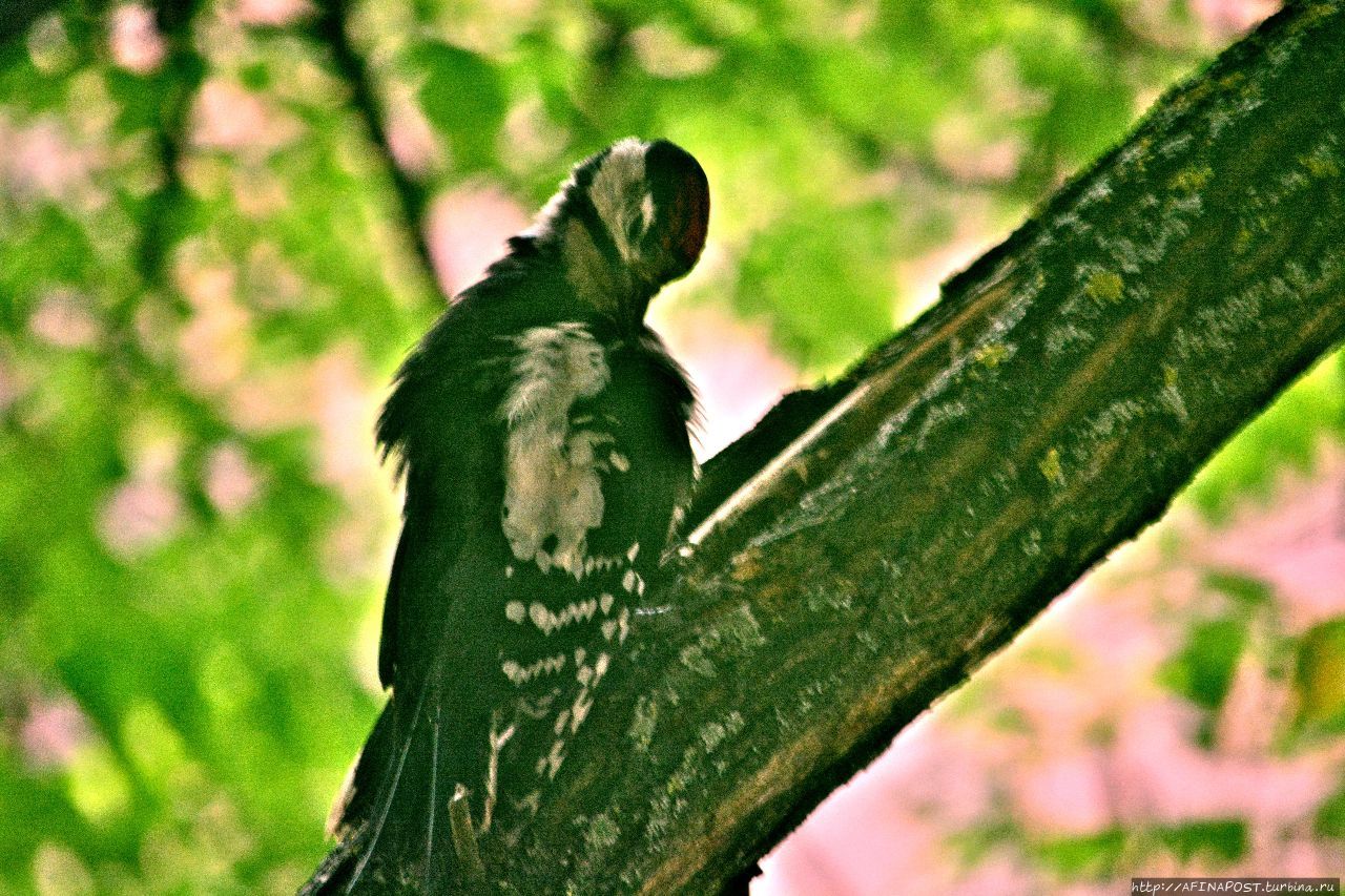 Дятел. Фиеста Москва и Московская область, Россия