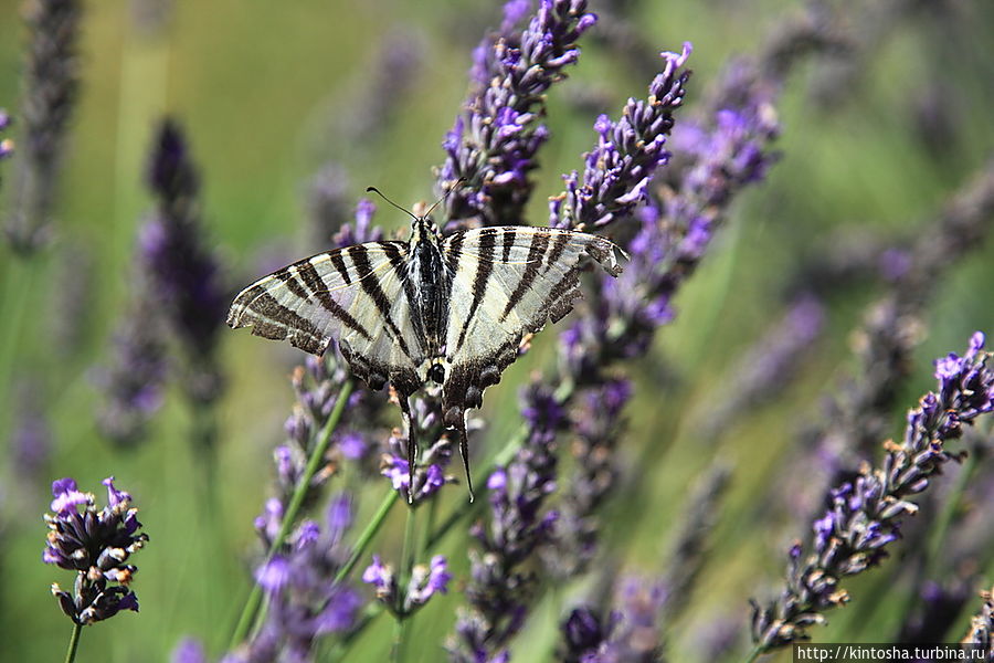 И в Бургундии цветет лаванда