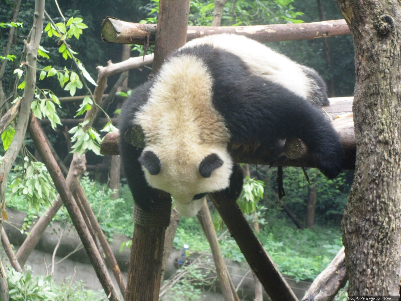 Центр изучения и разведения большой панды Чэнду, Китай
