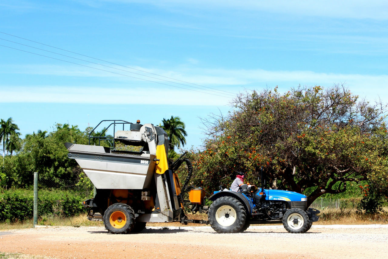 Оуру-Верди, транспортировка винограда Каза-Нова, Бразилия