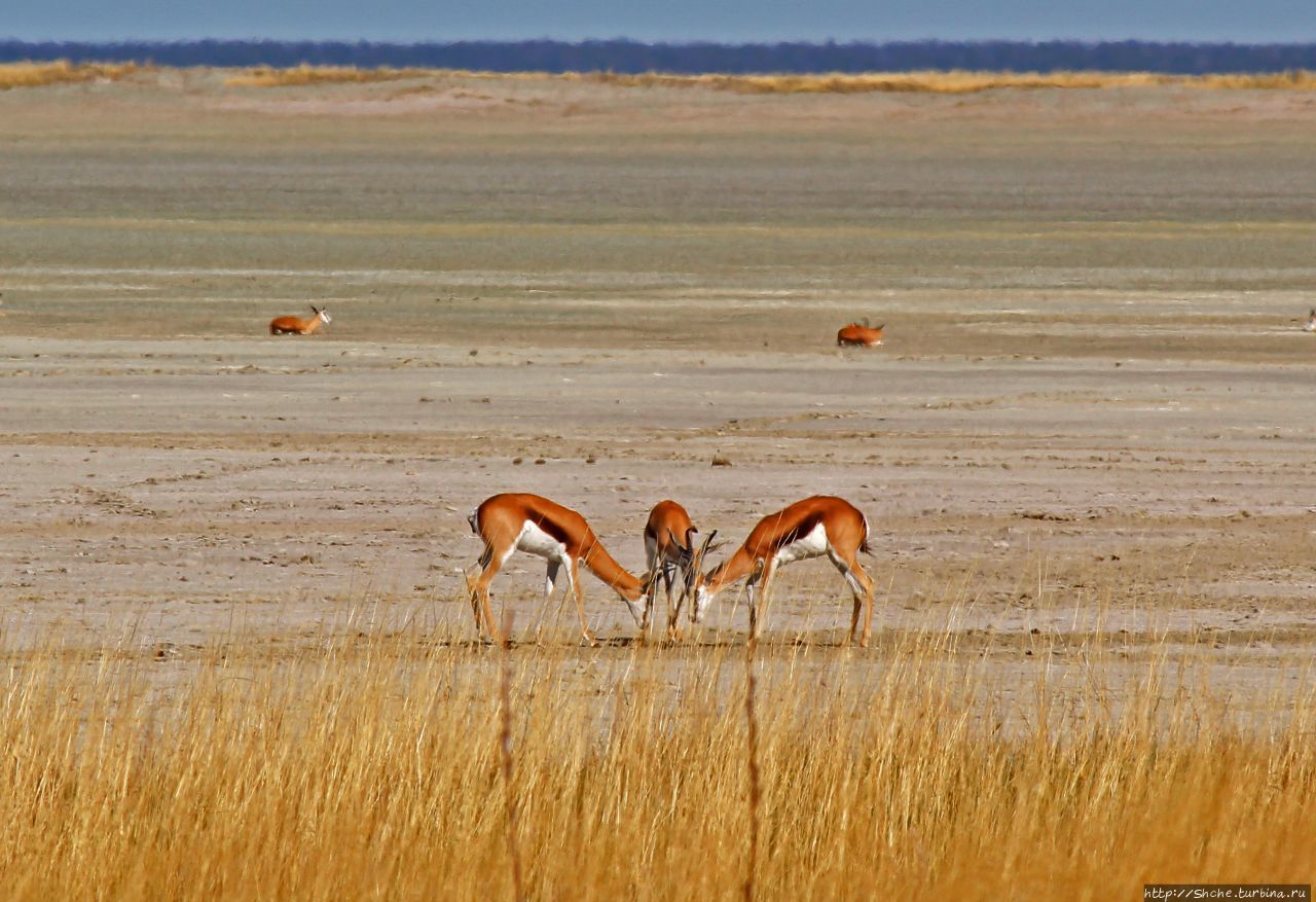 Этоша пэн (сковорода) Этоша Национальный Парк, Намибия