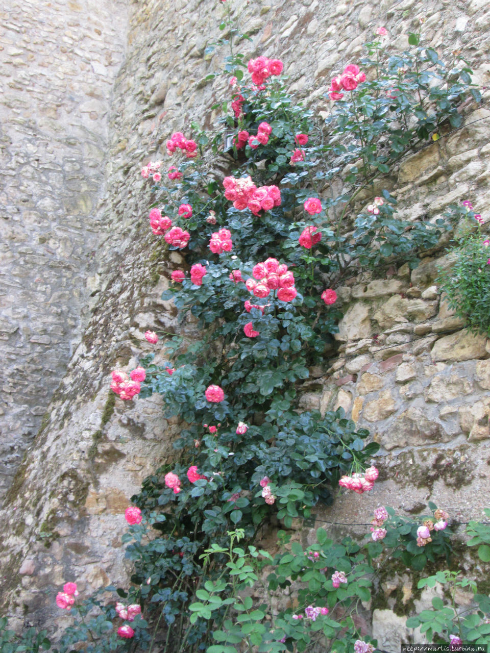 Розы Ельтвиля Эльтвилль, Германия