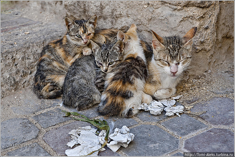 Кошки в Марокко, конечно, не ухоженные. Но к ним относятся лояльно — разрешают сидеть на обочинах и даже иногда — подкармливают...
* Эссуэйра, Марокко
