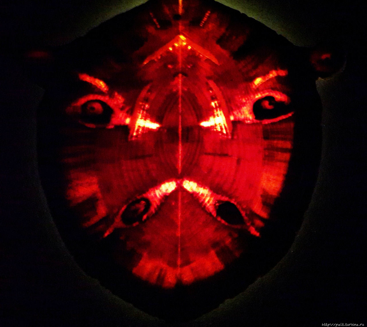 Тоже сердитый и даже страшный кто-то Владивосток, Россия