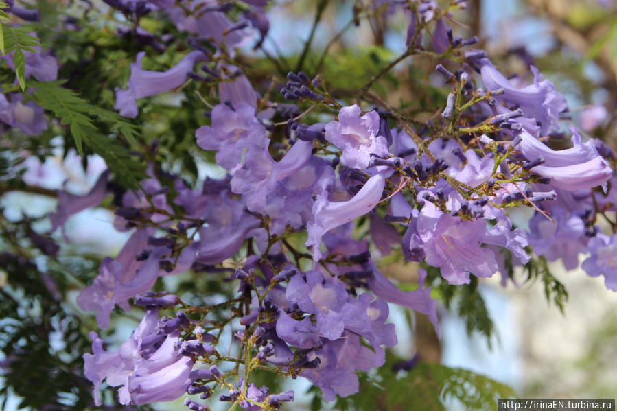 Жакаранда. Сиреневая весна Михас, Испания