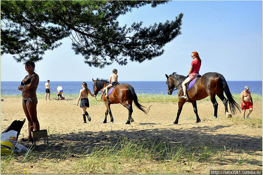 Кто-то на лошадях катается Сосновый Бор, Россия