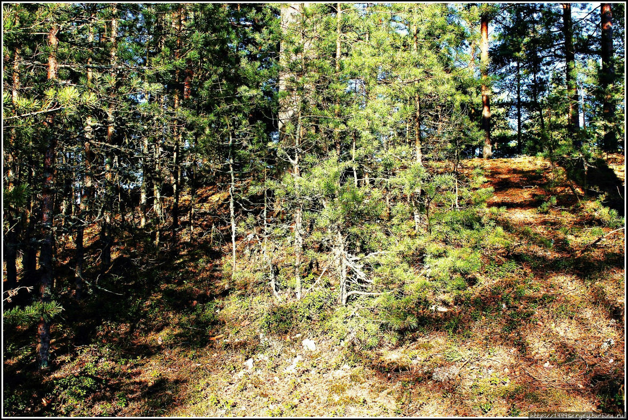 Весна идёт, весне дорогу Сосновый Бор, Россия