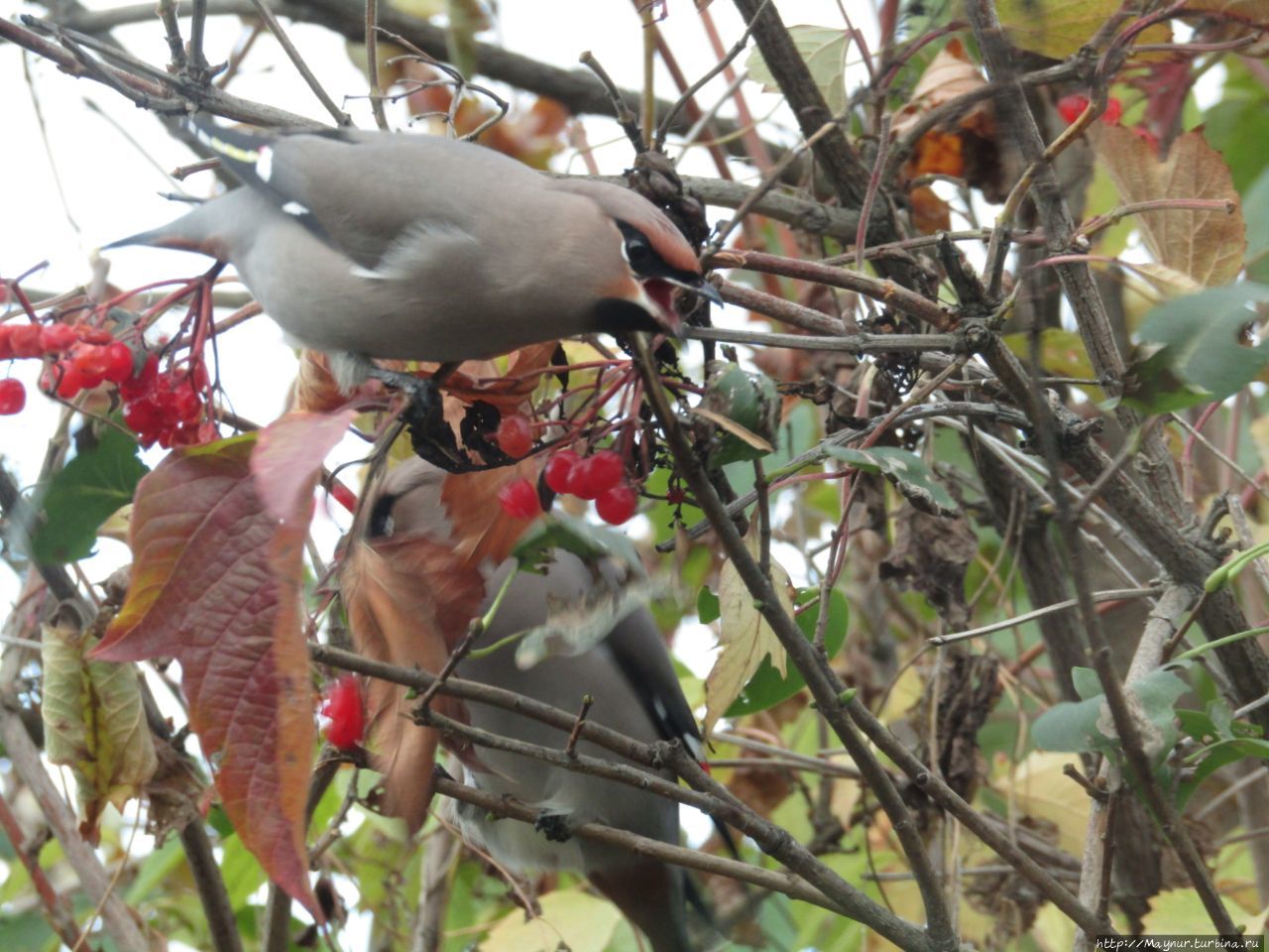 Прилетели свиристели. На калину сели. 