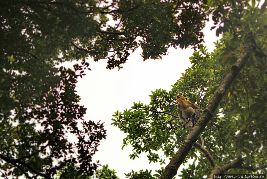 16 января .Борнео. Национальный парк Бако. Прощание Бако Национальный Парк, Малайзия