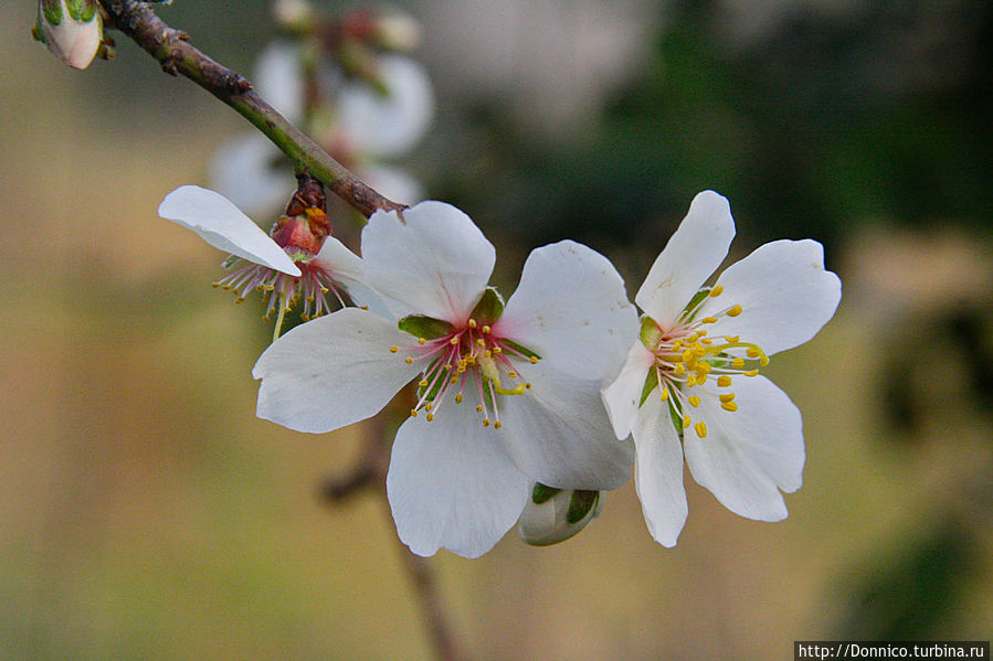 Островки новой Весны — Белые и нежно-розовые Калонже, Испания