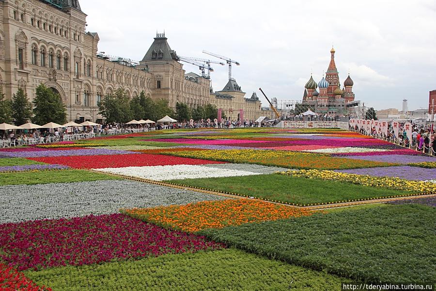 Благоухающий ковер Красной площади Москва, Россия