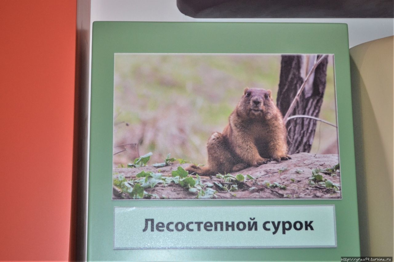 Лесостепной сурок (Marmot