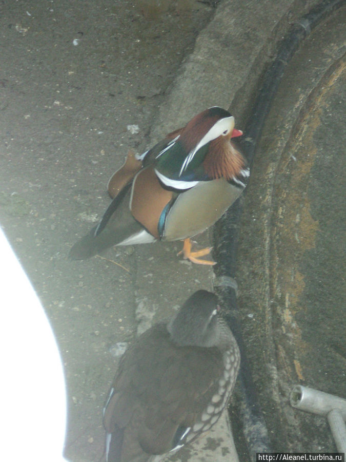 Разноцветные утки