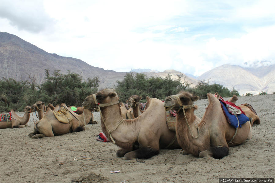 ...поздоровались с верблюдами Штат Джамму-и-Кашмир, Индия