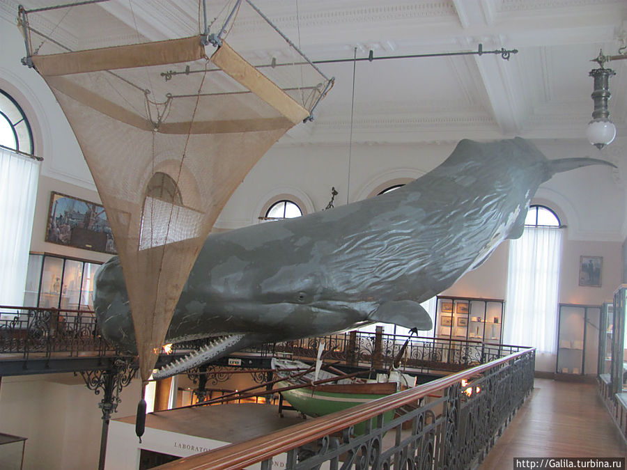 Макет кита. Монте-Карло, Монако
