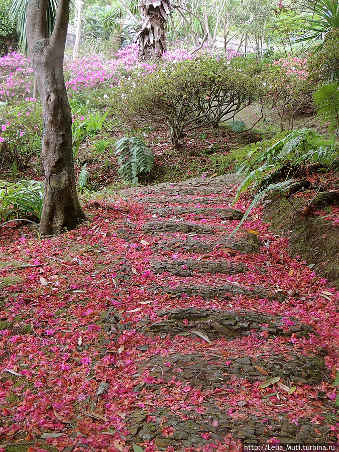 Цветочные сны... Фуншал, Португалия