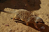 Сурикат — вид млекопитающих из семейства мангустовых (Herpestidae). Распространен в Южной Африке, в основном, в районе пустыни Калахари: на территориях юго-западной Анголы, Намибии, Ботсваны и ЮАР, раньше их замечали и на Мадагаскаре.