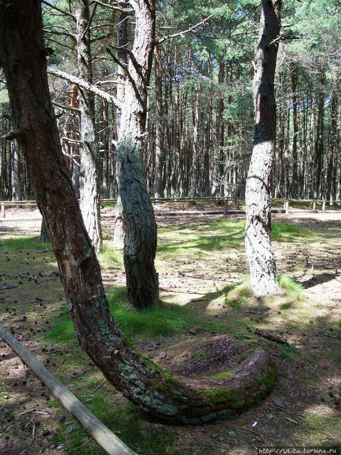 Куршская коса - самый маленький национальный парк России