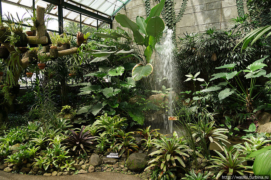 Оранжерея ботанического сада. Ява, Индонезия