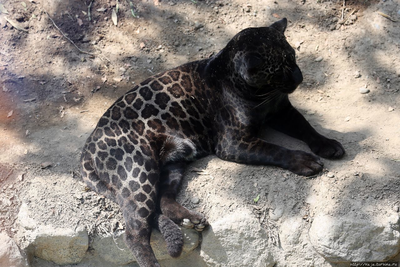 Зоопарк Лимы. Перу Лима, Перу