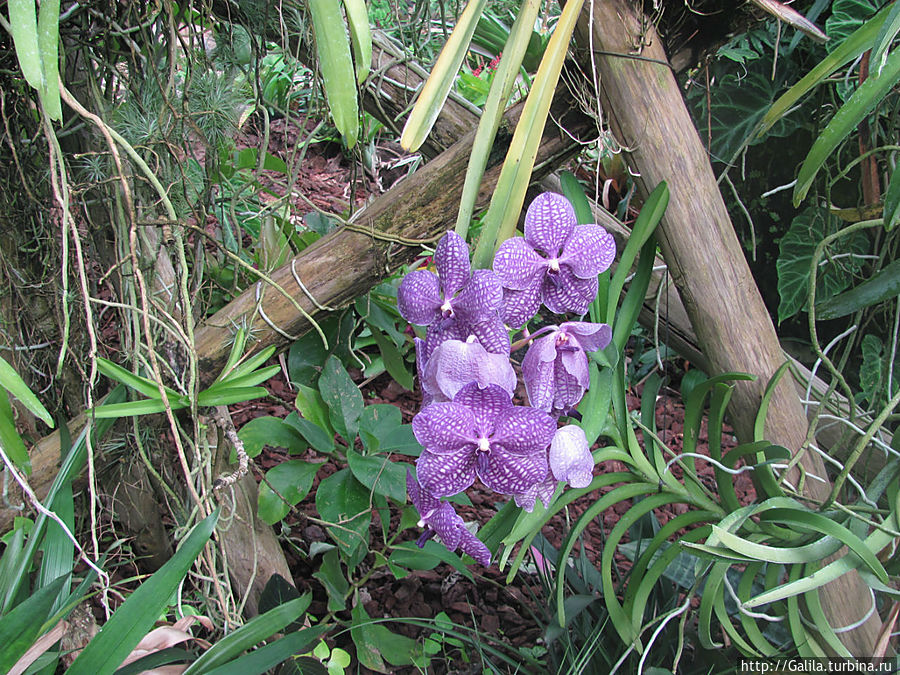 Сиреневые орхидеи. Ницца, Франция