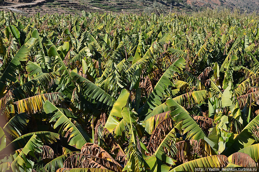 Банановые плантации в национальном парке Масса Ассака. Область Сус-Масса-Драа, Марокко