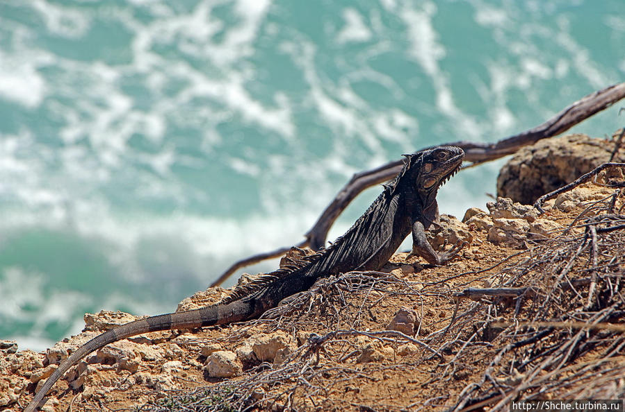Скалолаз...ковая игуана Кабо-Рохо, Пуэрто-Рико