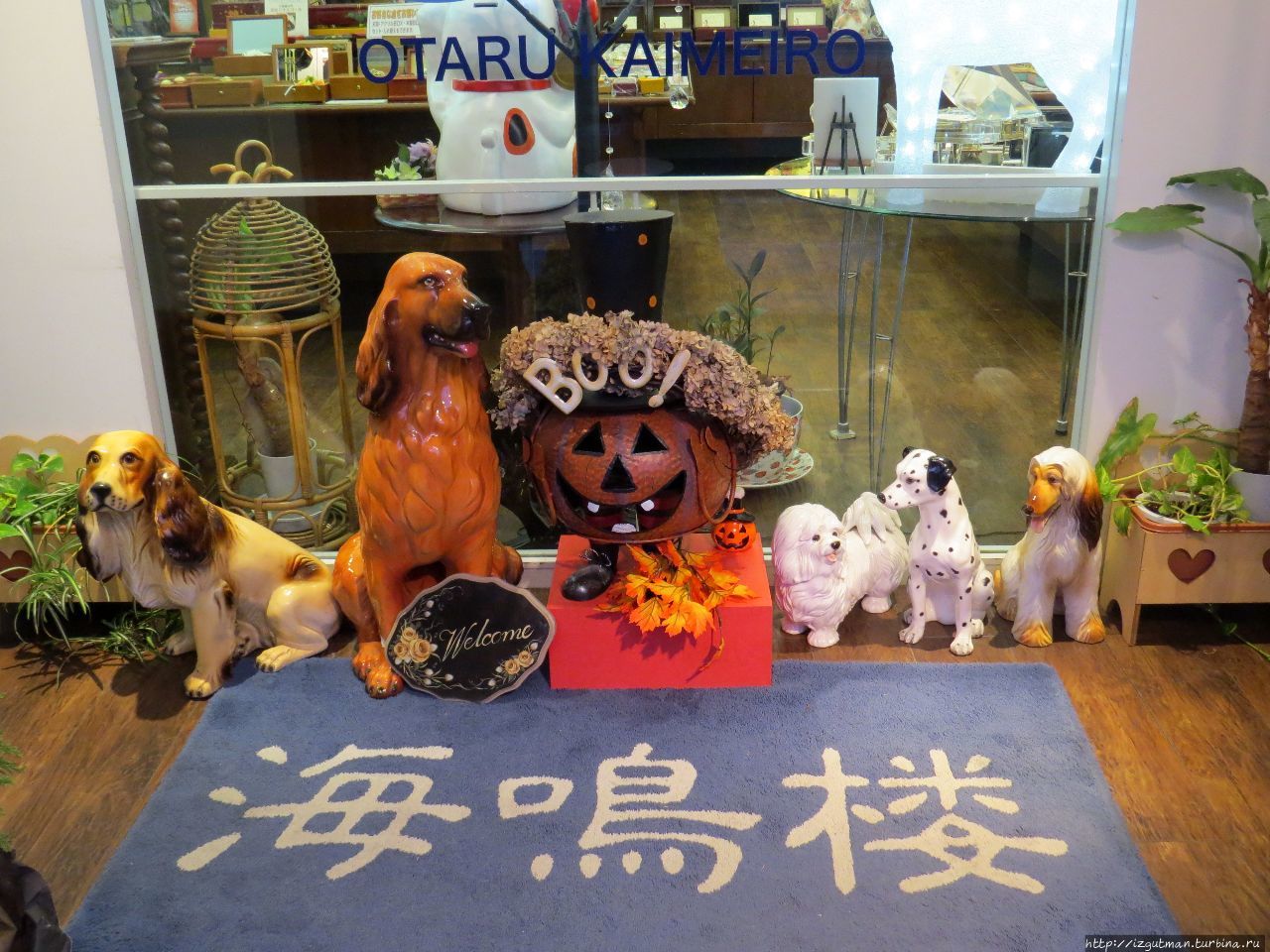 Магазин — настоящее собачье царство Отару, Япония