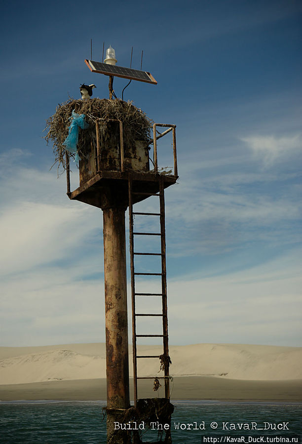 Очередное гнездо. Теперь прямо в заливе