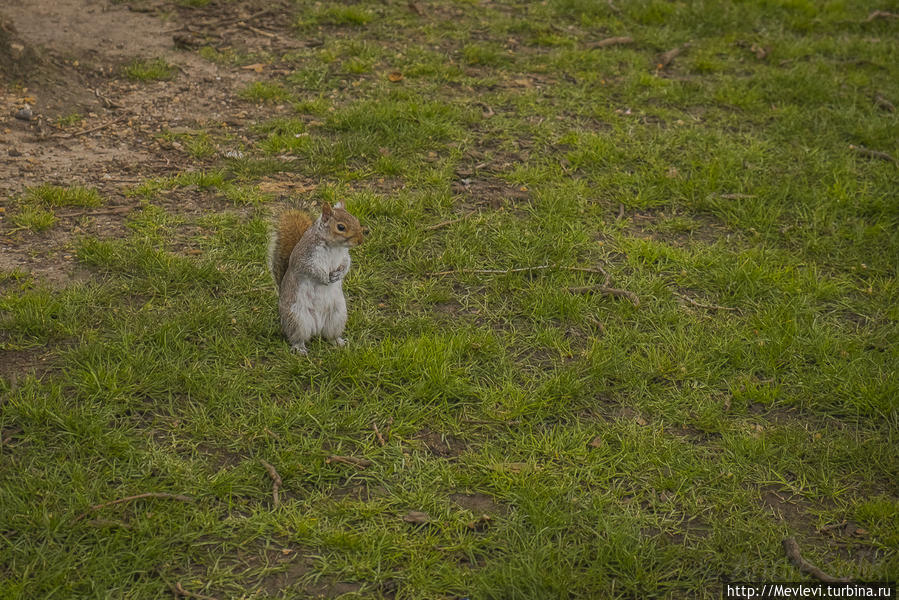 Обитатели Hyde Park Лондон, Великобритания